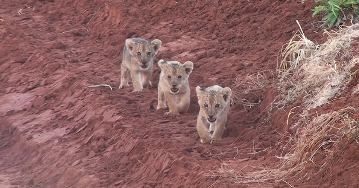 Lioness Lola gave birth to triplet cubs at Chelyabinsk . (Video)