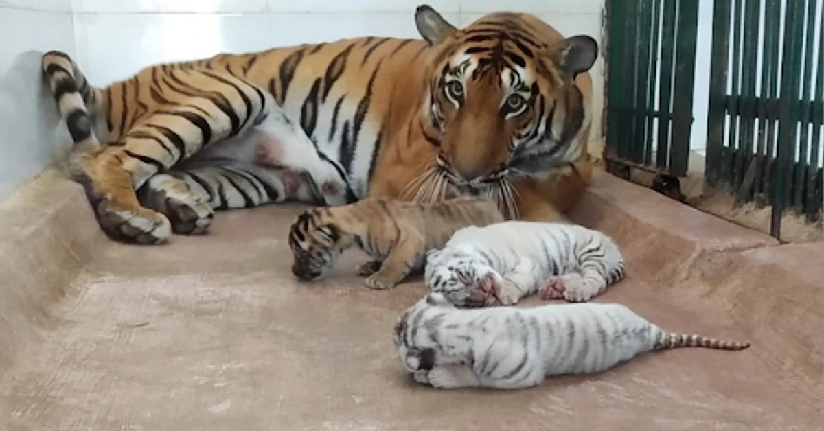 Lioness Lola gave birth to triplet cubs at Chelyabinsk . (Video)