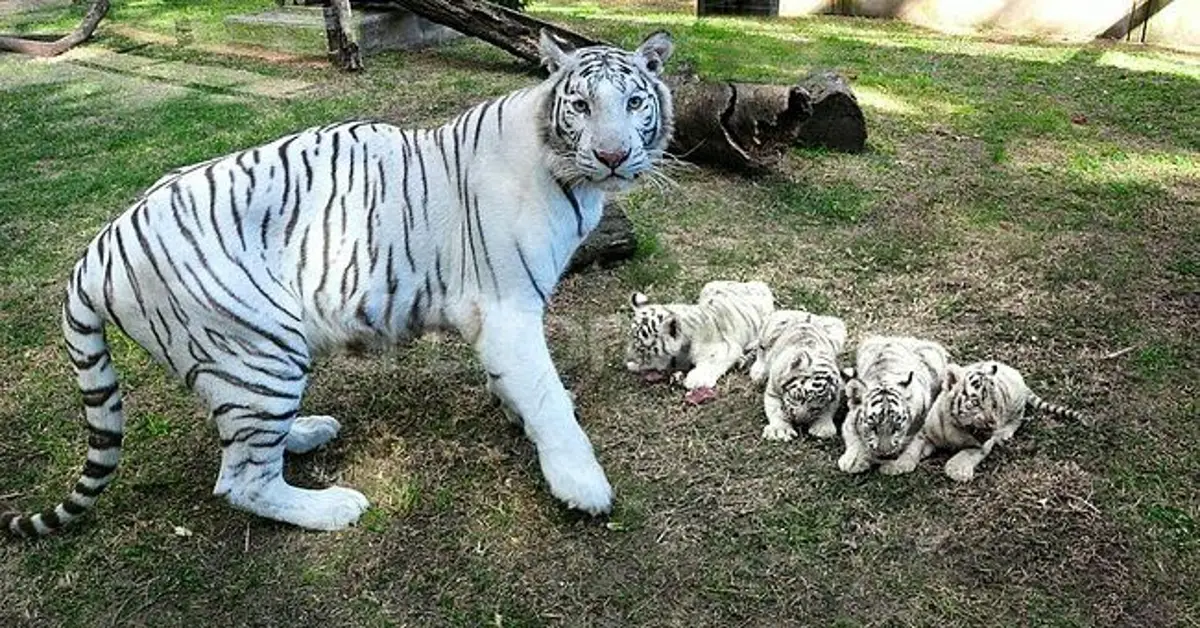 Lioness Lola gave birth to triplet cubs at Chelyabinsk . (Video)