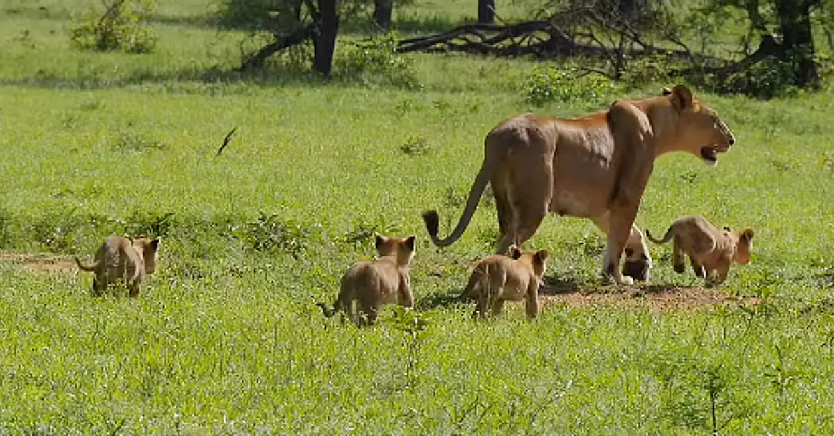 Lioness Lola gave birth to triplet cubs at Chelyabinsk . (Video)