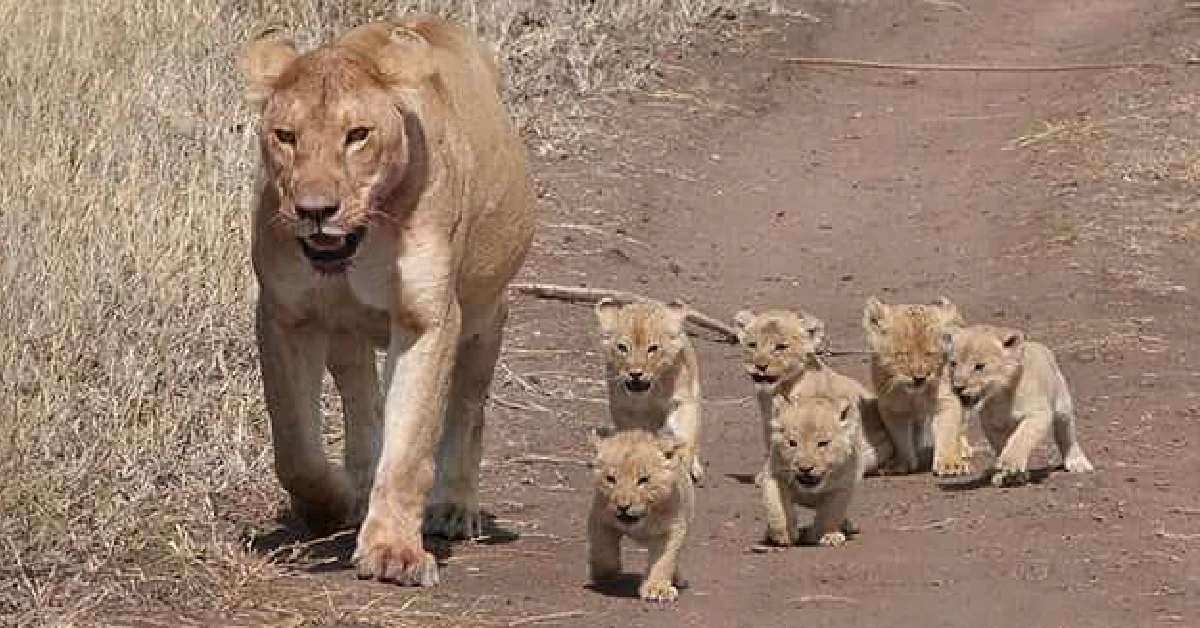 Lioness Lola gave birth to triplet cubs at Chelyabinsk . (Video)