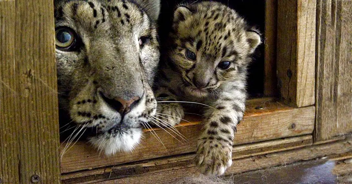 Lioness Lola gave birth to triplet cubs at Chelyabinsk . (Video)