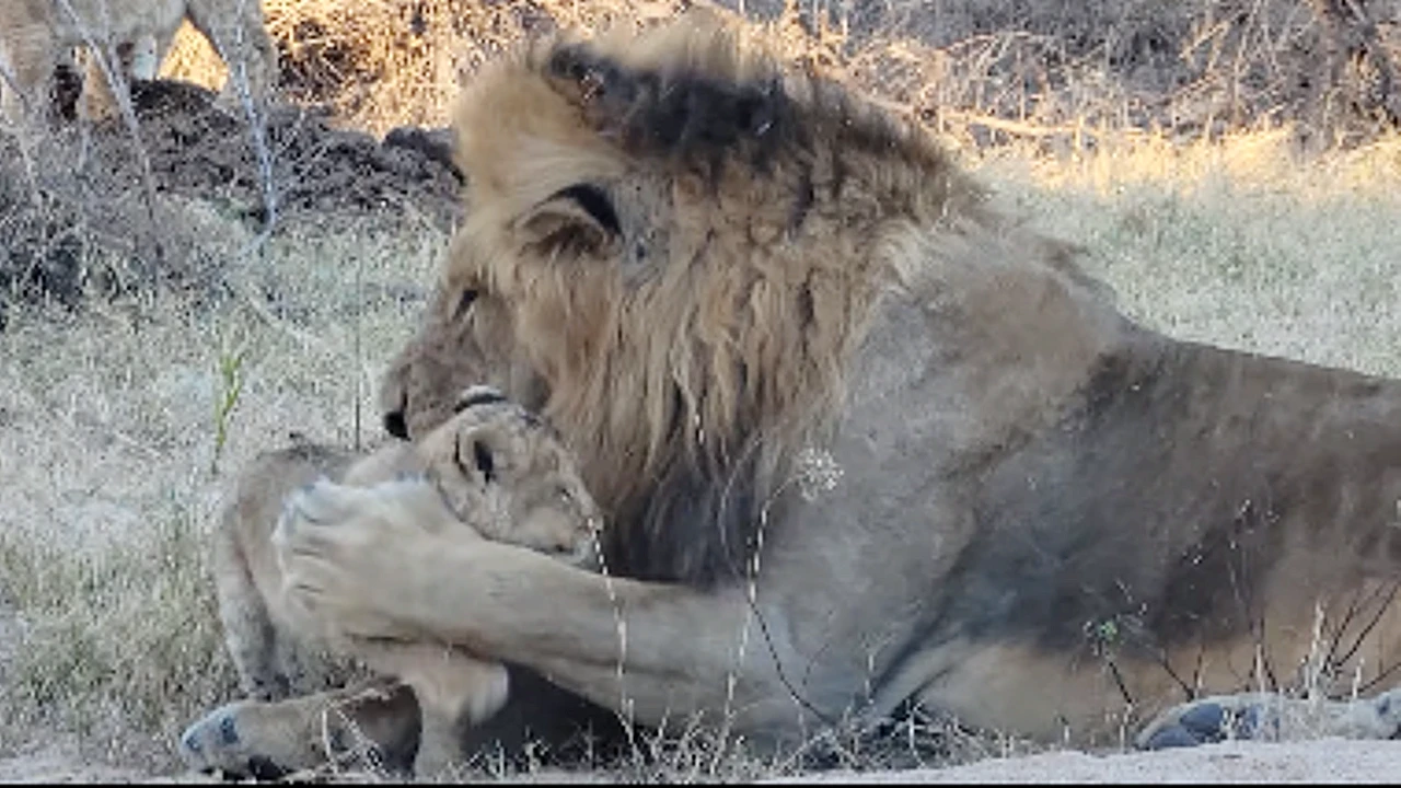 Lioness Lola gave birth to triplet cubs at Chelyabinsk . (Video)