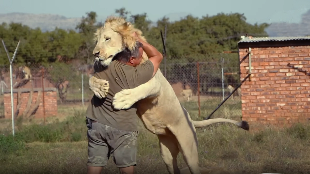 Lioness Lola gave birth to triplet cubs at Chelyabinsk . (Video)