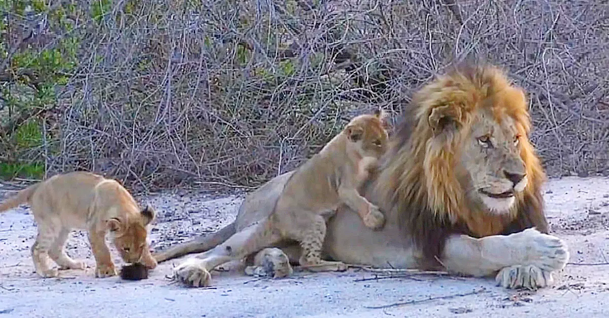 Lioness Lola gave birth to triplet cubs at Chelyabinsk . (Video)